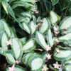 Bronx bot garden conservatory Calathea picturata 'Argentea' in bl