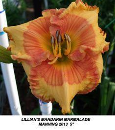 Photo of Daylily (Hemerocallis 'Lillian's Mandarin Marmalade') uploaded by spunky1