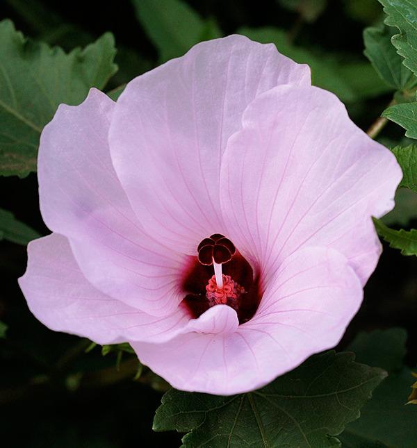 Photo of Rosa del Rio (Hibiscus striatus subsp. striatus) uploaded by Calif_Sue
