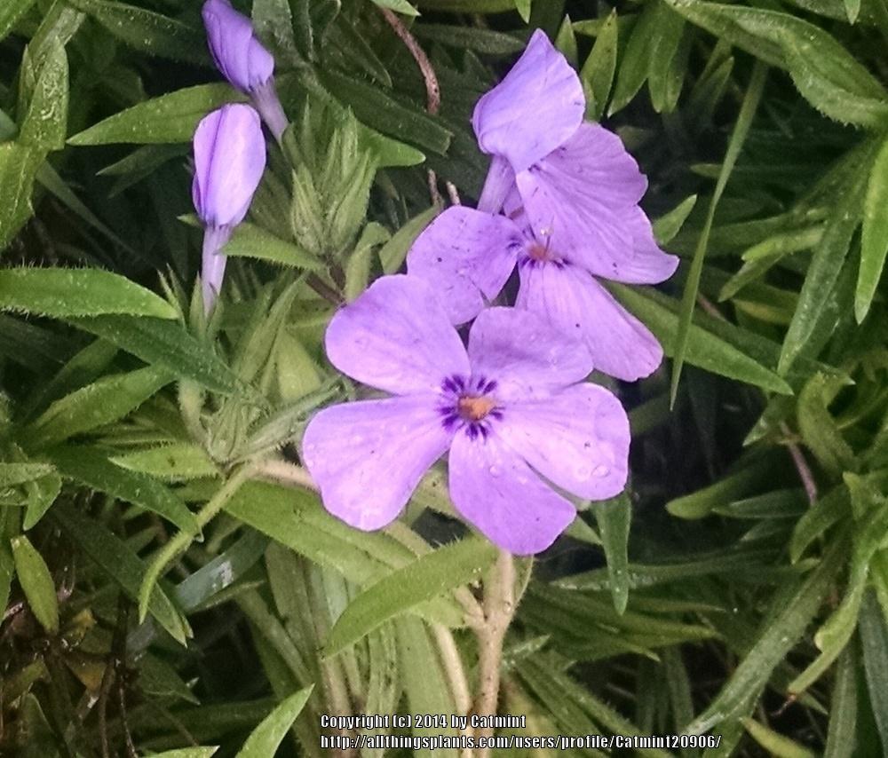 Photo of Phlox 'Paparazzi Sparkling Blue' uploaded by Catmint20906