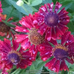 Location: Maryland
Date: 2014-08-24
Helenium autumnale is distinctive for its notched petals.