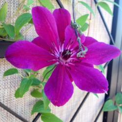 Location: In backyard garden, Elk Grove, CA
Date: 2014-8-24
Love this color.  I have it growing with my elsa Spath