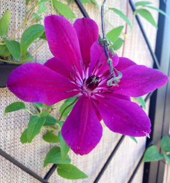 Photo of Clematis 'Allanah' uploaded by Ecograndma