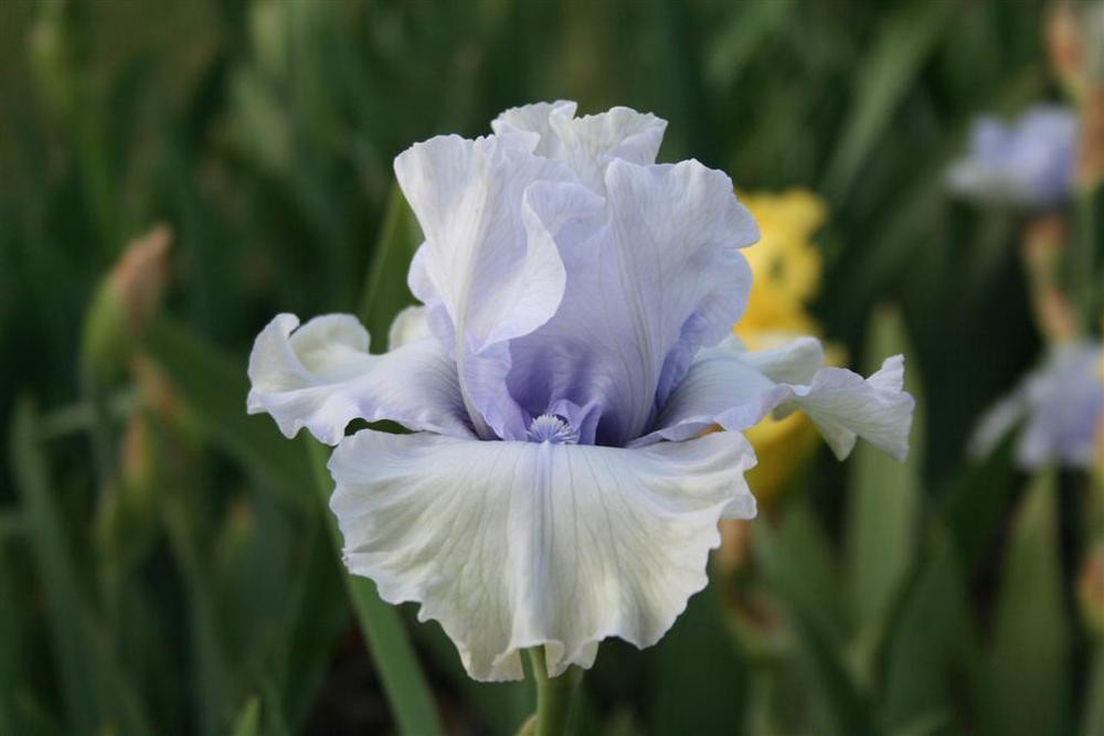 Photo of Tall Bearded Iris (Iris 'Face of an Angel') uploaded by KentPfeiffer