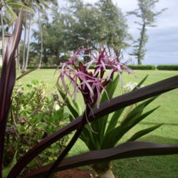 Location: Pono Kai Resort, Kapaa (Kauai), Hawaii 
Date: 2014-01-16
Queen Emma Lily