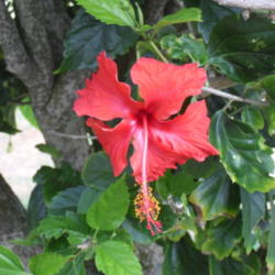 Location: Kapaa (Kauai), Hawaii at Pono Kai Resort 
Date: 2014-01-16
Beautiful Hibiscus