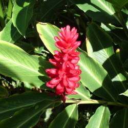 Location: Kapaa (Kauai), Hawaii, Pono Kai Resort 
Date: 2014-01-15
Alpinia Purpurata - Red