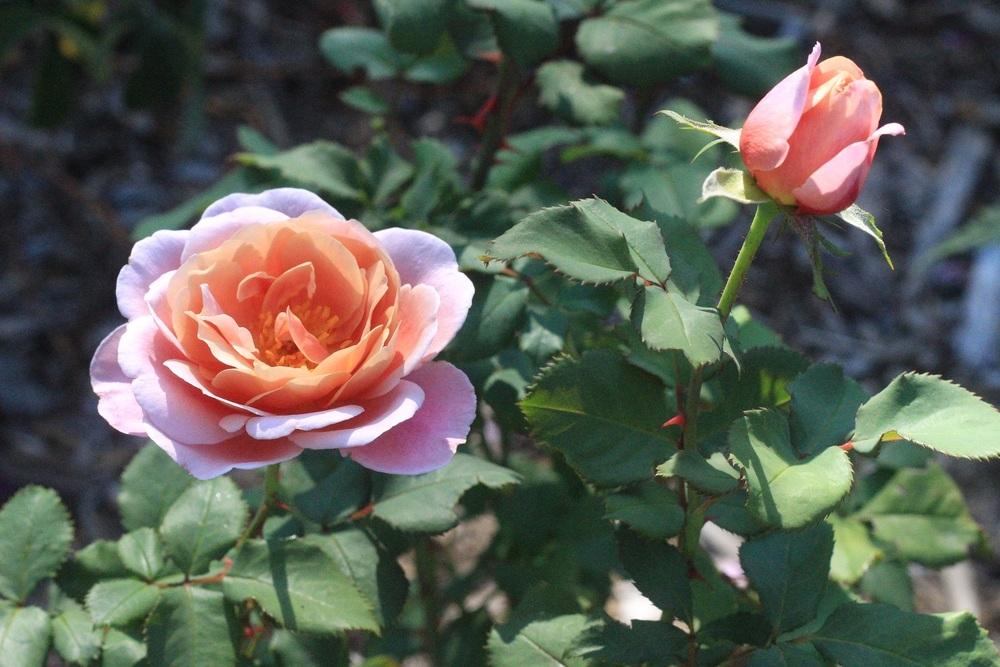 Photo of Rose (Rosa 'Distant Thunder') uploaded by Skiekitty