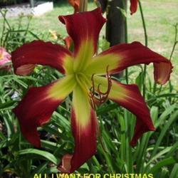 Photo of Daylily (Hemerocallis 'All I Want for Christmas') uploaded by chalyse