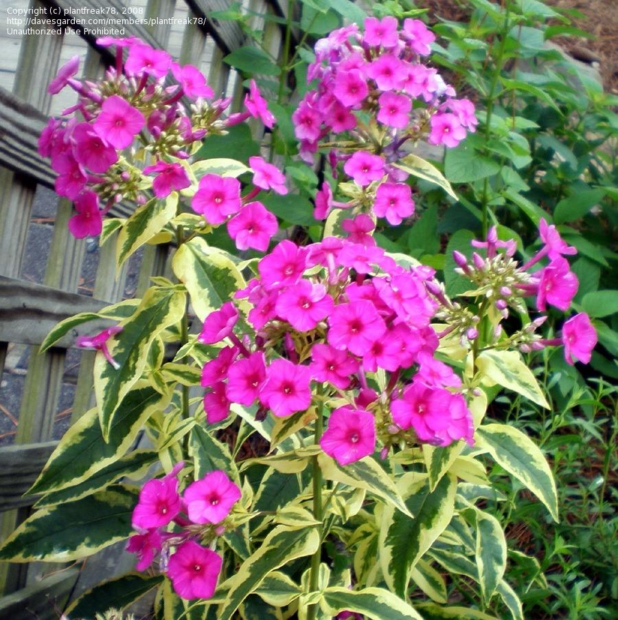 Photo of Variegated Garden Phlox (Phlox paniculata 'Goldmine') uploaded by clintbrown