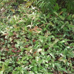 Location: my garden, Sarasota FL
Date: 2013-04-17
Growing around the base of a clump of Pygmy date palms that shade