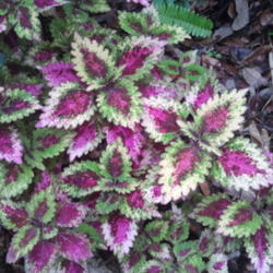 Location: my garden, Sarasota FL
Date: 2012-04-22
Bright spring colors