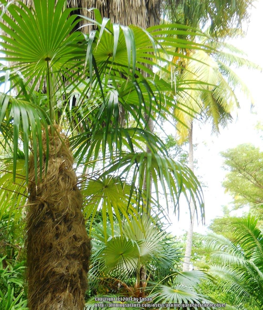 Photo of Old Man Palm (Coccothrinax crinita) uploaded by gardenersdetective