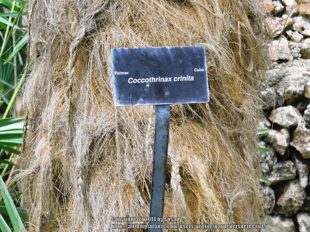 Photo of Old Man Palm (Coccothrinax crinita) uploaded by gardenersdetective