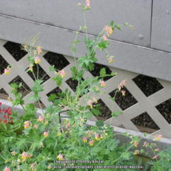 Location: My Cincinnati Ohio garden
Date: July 2014
Corydalis semperivrens whole plant in bloom