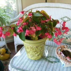 Location: Indoor, unheated porch.
Date: 2012-1017
Blooming very well for an indoor plant.