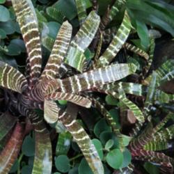 Location: Longwood Gardens PA
Date: 2014-06-03
conservatory: Vriesea fosteriana 'Red Chestnut'