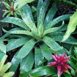 Location: Longwood Gardens PA
Date: 2014-06-03
conservatory: Vriesea gigantea var. seideliana