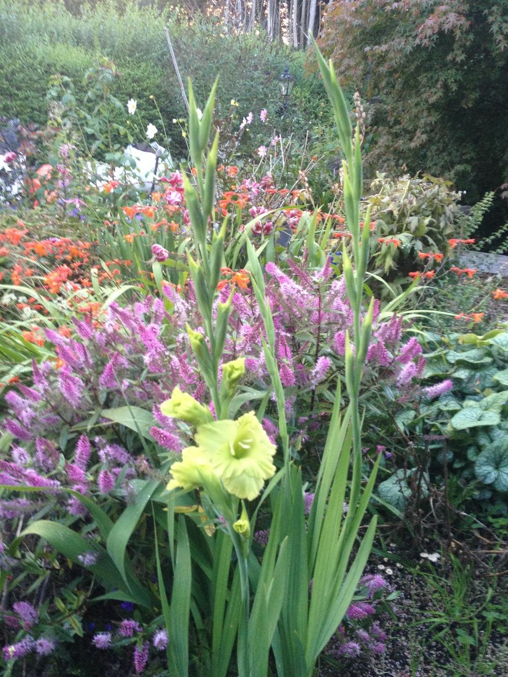 Photo of Hybrid Gladiola (Gladiolus 'Green Star') uploaded by Cantillon