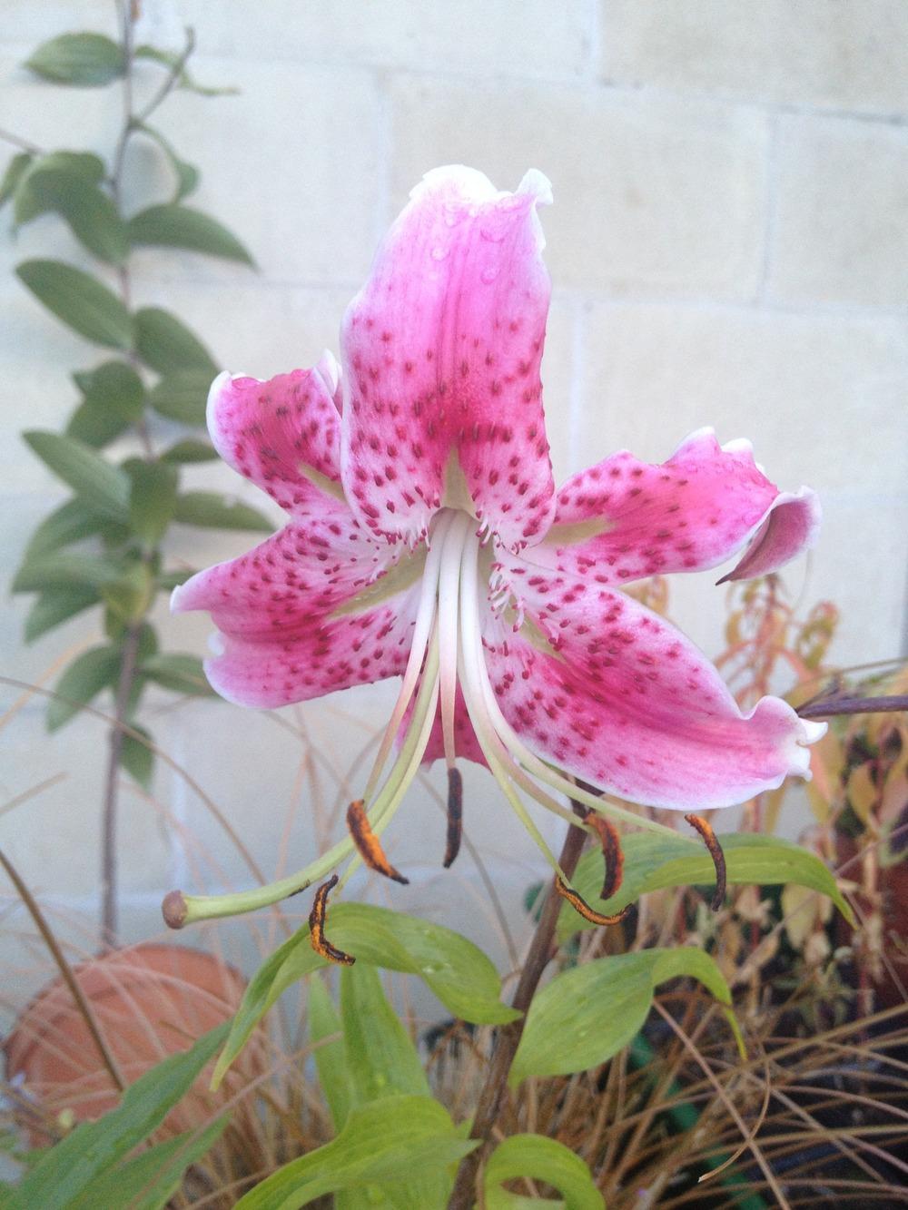 Photo of Lily (Lilium speciosum var. speciosum 'Uchida') uploaded by Cantillon