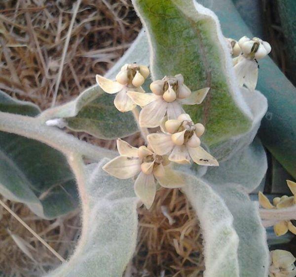 Photo of Indian Milkweed (Asclepias eriocarpa) uploaded by Chickensonmars
