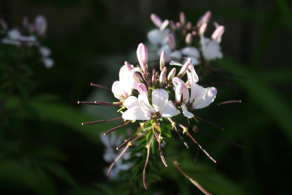 Photo of Rocky Mountain Beeplant (Cleomella serrulata) uploaded by Daylilybaby