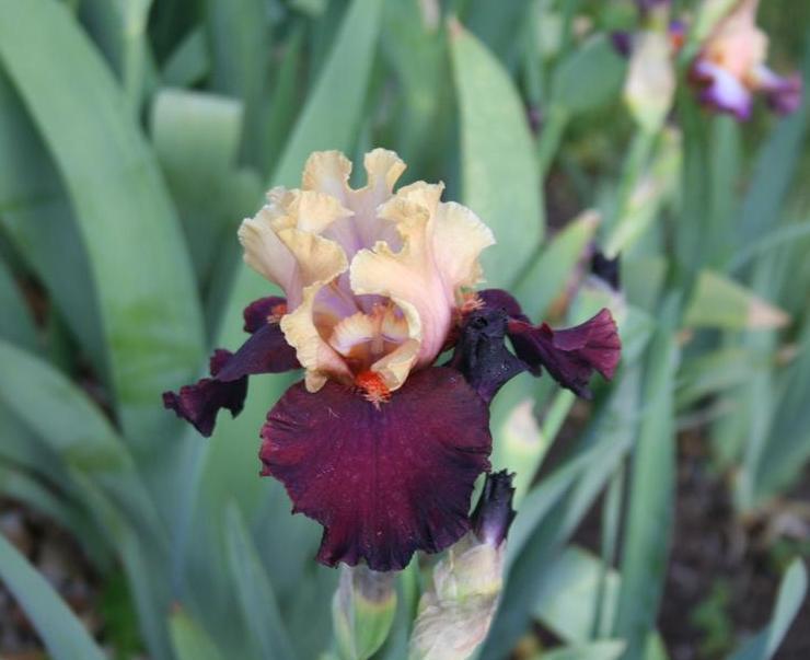 Photo of Tall Bearded Iris (Iris 'Feudalism') uploaded by KentPfeiffer