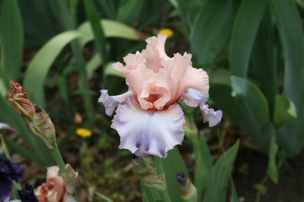Photo of Tall Bearded Iris (Iris 'Fashionista') uploaded by KentPfeiffer
