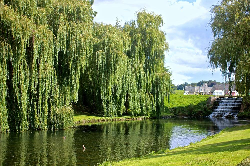 Photo of Weeping Willow (Salix babylonica) uploaded by NEILMUIR1