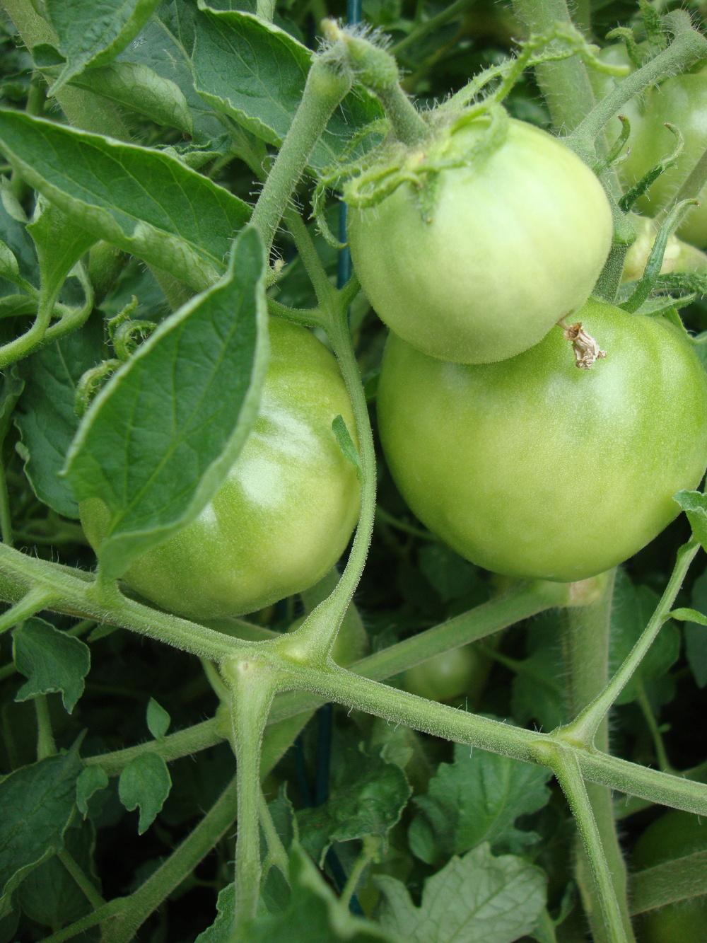 Photo of Tomato (Solanum lycopersicum 'Better Boy') uploaded by Paul2032