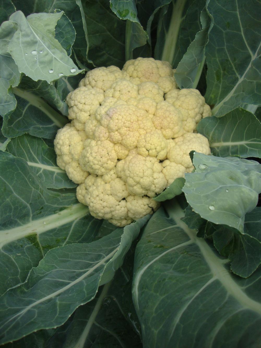 Photo of Cauliflower (Brassica oleracea var. botrytis 'Early Snowball') uploaded by Paul2032