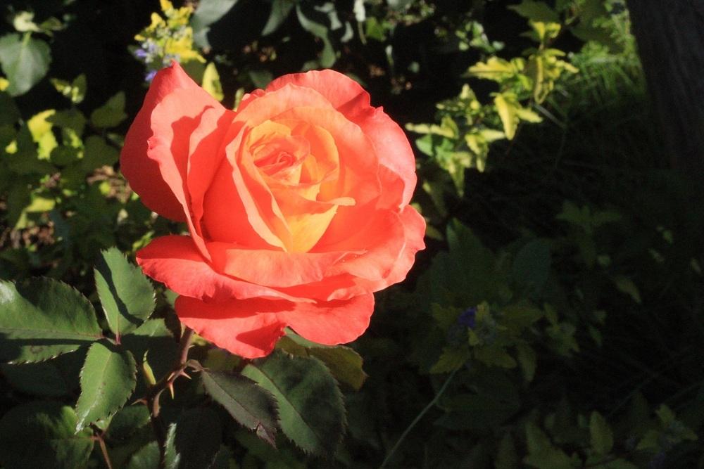 Photo of Rose (Rosa 'Sundowner') uploaded by Skiekitty