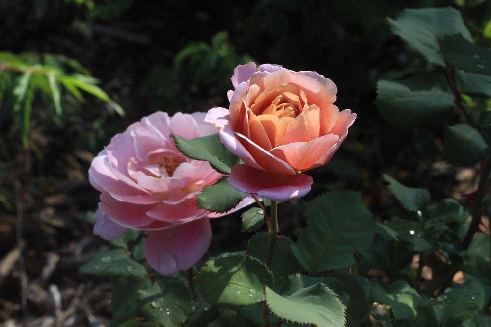 Photo of Rose (Rosa 'Distant Thunder') uploaded by Skiekitty
