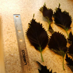 Location: Kitchen counter
Date: 2013-05-20
The leaves of Felix grew to 6.5" over the winter at a very sunny 
