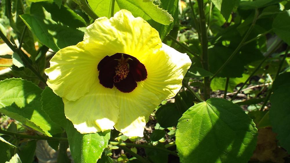 Photo of Lemon Yellow Rosemallow (Hibiscus calyphyllus) uploaded by poisondartfrog