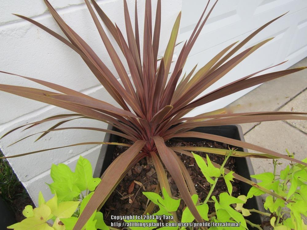 Photo of Cabbage Tree (Cordyline australis 'Red Star') uploaded by terrafirma