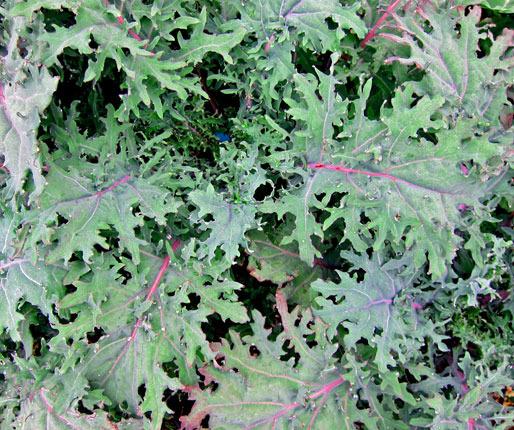 Photo of Siberian Kale (Brassica napus 'Red Russian') uploaded by Calif_Sue