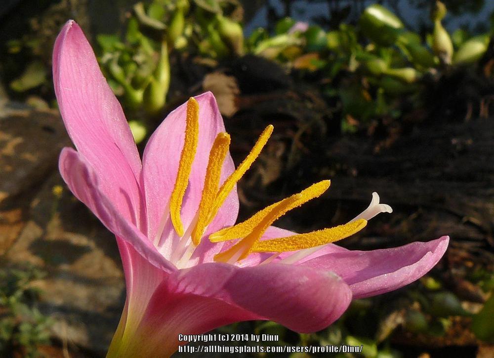 Photo of Zephyr Lily (Zephyranthes rosea) uploaded by Dinu