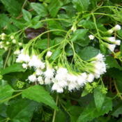 White Mistflower blooms