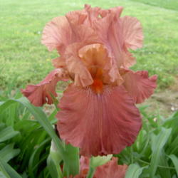 Location: Western Kentucky
Date: Spring 2014
This Iris can have very different appearances depending on light.
