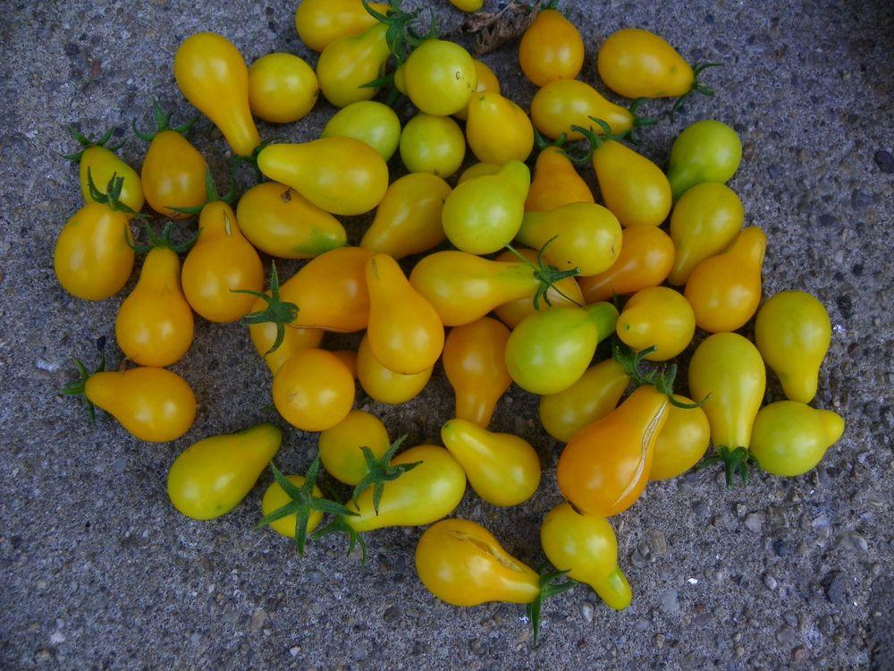 Photo of Tomato (Solanum lycopersicum 'Yellow Pear') uploaded by Newyorkrita