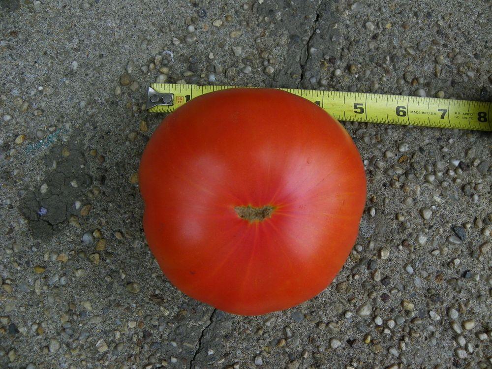 Photo of Tomato (Solanum lycopersicum 'Porterhouse') uploaded by Newyorkrita