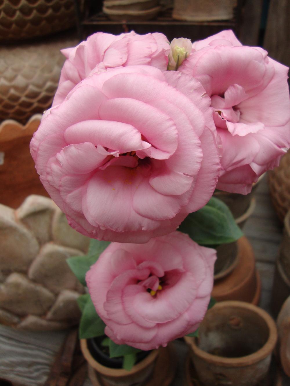 Photo of Lisianthus (Eustoma russellianum Mariachi® Misty Pink) uploaded by Paul2032