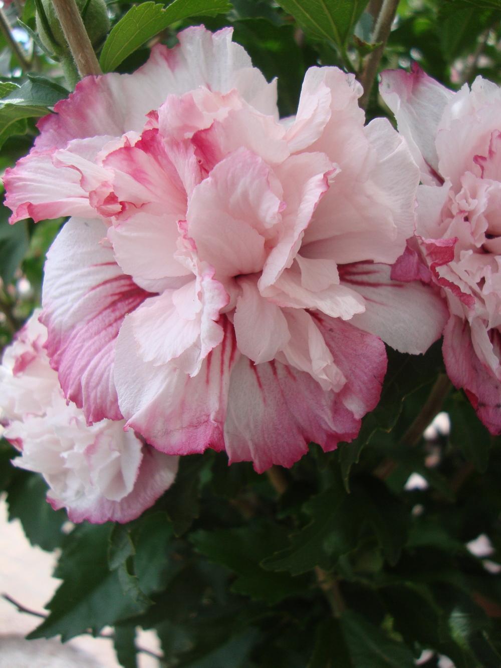 Photo of Rose of Sharon (Hibiscus syriacus 'Danica') uploaded by Paul2032