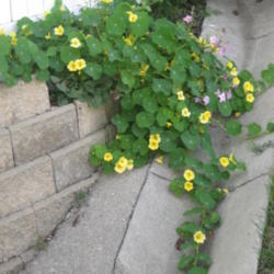 Location: Calgary Alberta
Date: 2013-10-25
My guerilla gardening effort