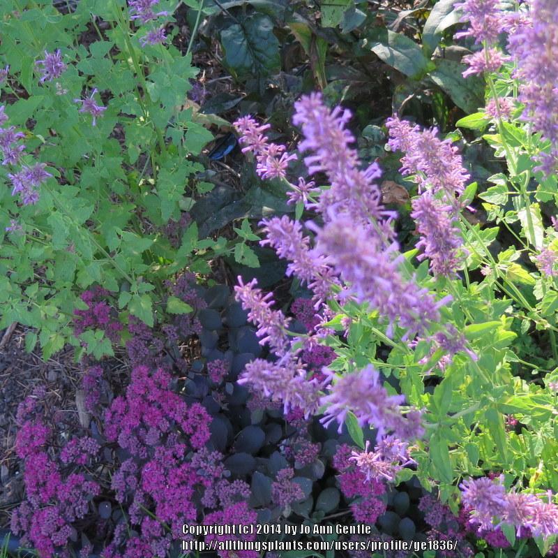 Photo of Anise Hyssop (Agastache pallidiflora subsp. neomexicana 'Pink Pop') uploaded by ge1836