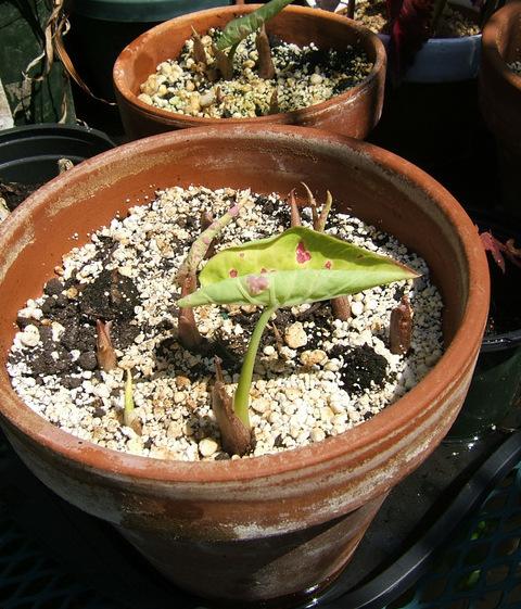 Photo of Fancy-leaf Caladium (Caladium 'Florida Beauty') uploaded by pirl