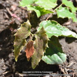 Location: My garden in N E Pa. 
Date: 2014-08-24
Spiny foliage emerges with a rusty color later changing to green.