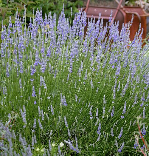 Photo of Lavender (Lavandula x intermedia 'Provence') uploaded by Calif_Sue