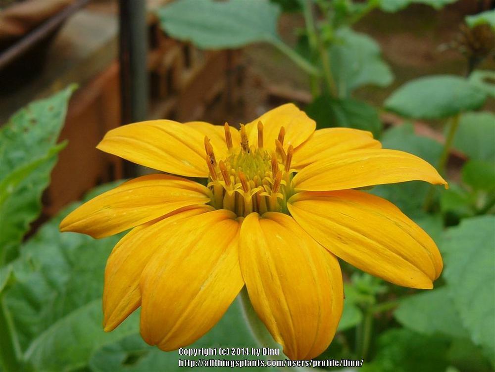 Photo of Mexican Sunflower (Tithonia rotundifolia) uploaded by Dinu